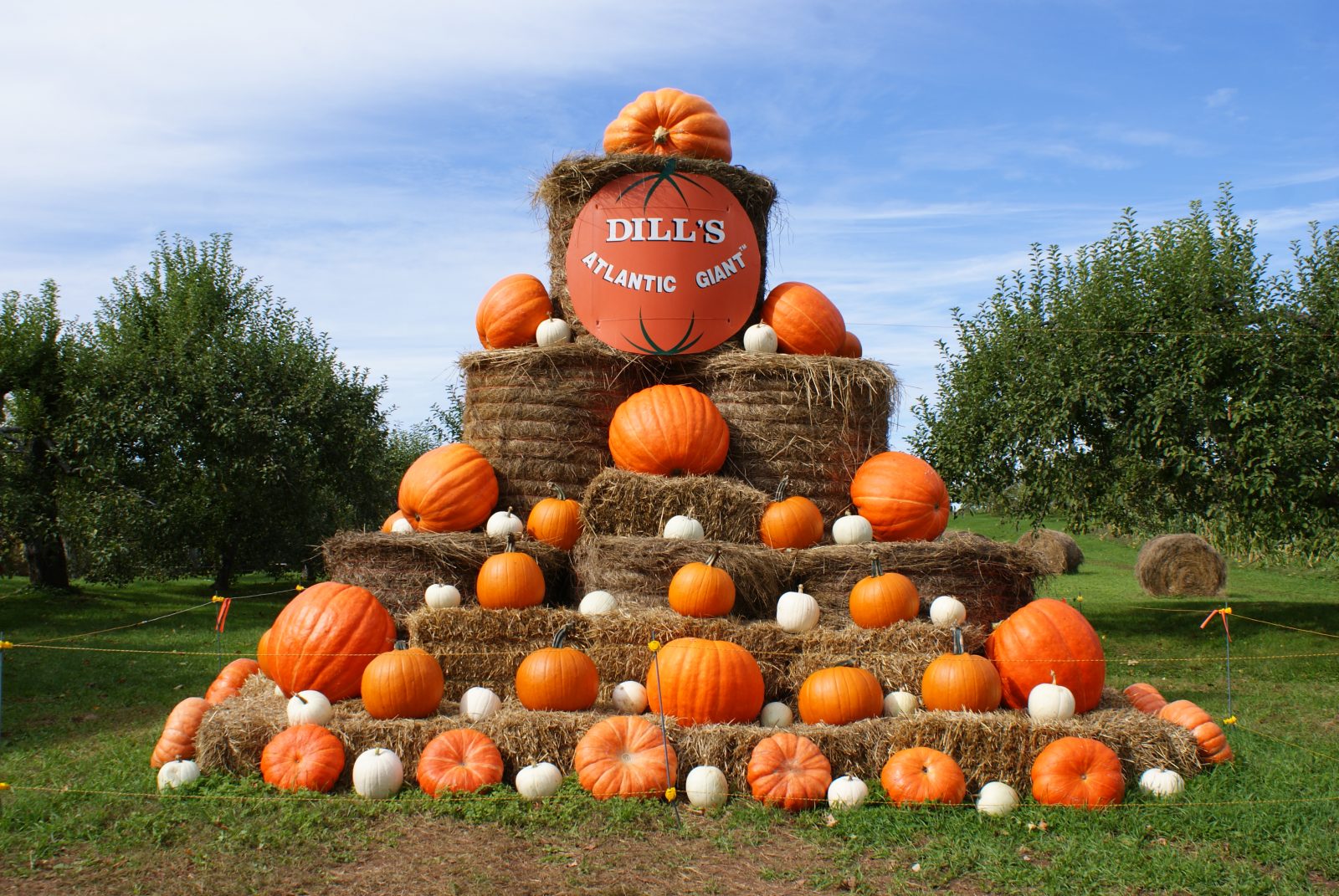 Dill's Atlantic Giant Pumpkin Kings and West Hants Annapolis Valley